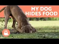 Why Do DOGS HIDE Their FOOD Reasons What to Do