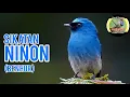 Download Lagu sikatan ninon/benhur gacor