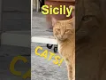 Lagu Cats of Sicily