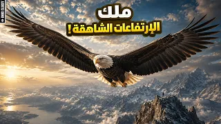 النسر  هيبة ليس لها مثيل   دندنها