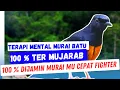 Murai Batu Jadi Mental Preman Setelah Dengar Pancingan Mental Murai Batu Sakti Ini