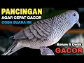 Perkutut Lokal Gacor Suara Paling Ampuh Untuk Pancingan Burung Perkutut Agar Bunyi
