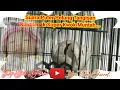 Download Lagu Suara Puter Pelung Tangisan Kuntilanak Super Kwok Muntah...