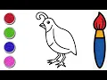 Quail Bird Drawing and Coloring for Kids Learn Colors with Quail Bird Color With Musa