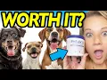 The Truth About Trying Petlab CO s Viral Probiotic Chews For Dogs