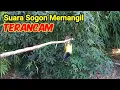 Download Lagu SUARA PIKAT PANGGILAN SOGON (Sogok Ontong )TERANCAM