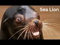 Sea Lion Rap Yuno Miles