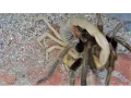 Lagu Tarantula And Desert Hairy Scorpion Challenge Each Other (Warning:May be disturbing to some viewers)
