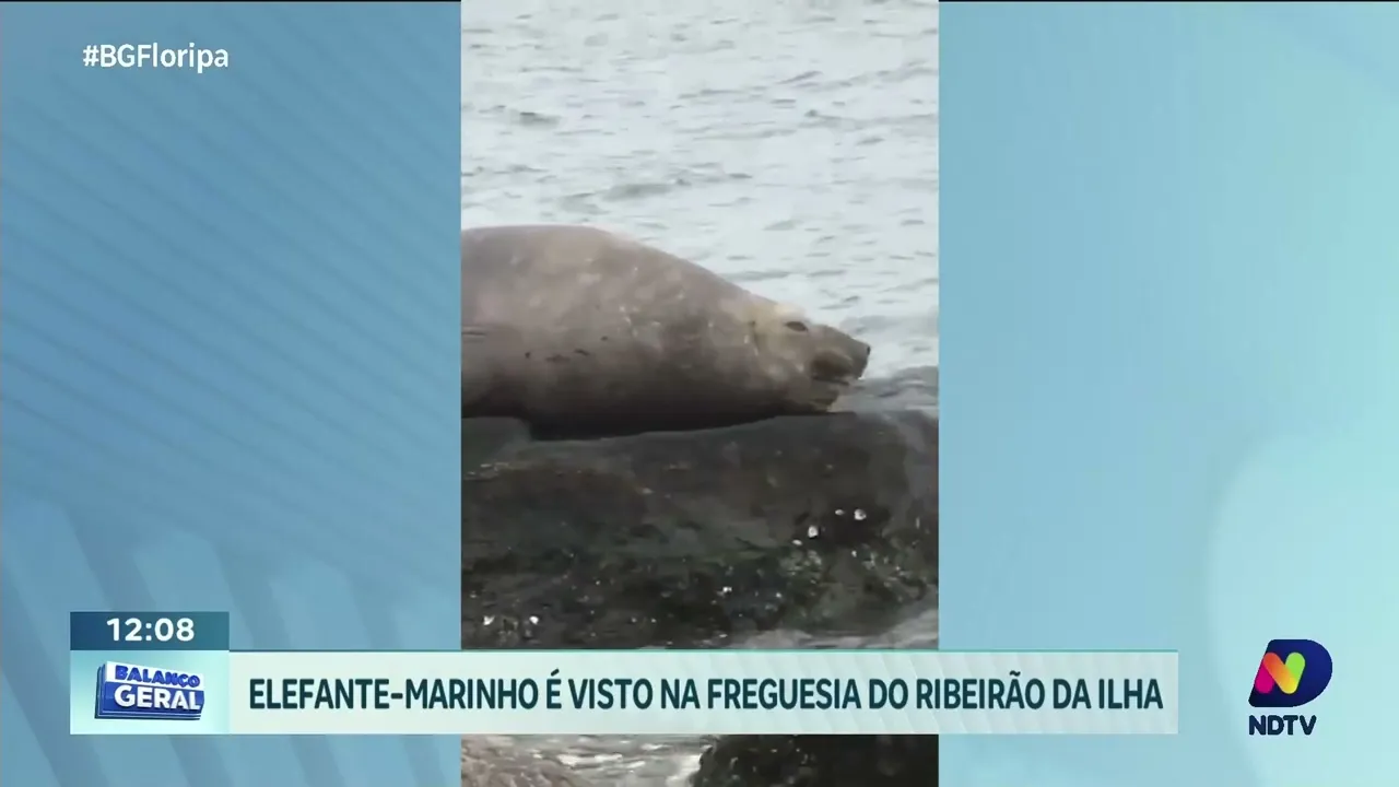 Elefante-marinho é avistado na Freguesia do Ribeirão da Ilha, surpreendendo moradores da região