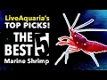 Download Lagu LiveAquaria's Top 5 Must-Have Marine Shrimp!