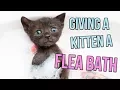 How to Give a Kitten a Flea Bath