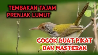 Download suara pikat prenjak lumut MP3