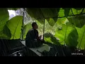 Download Lagu Hujan Deras Tak Berhenti! Solo Camping Bertahan dengan Daun Keladi