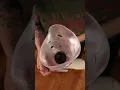 Below Knee Amputee Modification for A Painful Fibula