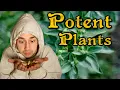 Ashwagandha Trying India s Oldest Anxiety Medication