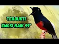 Download Lagu TERBUKTI AMPUH PANCINGAN MURAI BATU GACOR SEKALI DENGAR murai batu APAPUN LANGSUNG cepat bunyi
