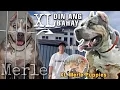 WAG MONG GAGALITIN HIGANTENG MERLE XL American Bully Sam Walastik