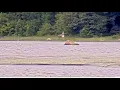 Download Lagu LPC LoonCam 1 ~ Bald Eagle Seen Nearby Loons! Female Jumps Into Water \u0026 Male Guards Nest!  7.8.25