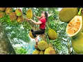 Download Lagu Harvesting Jackfruit and Vegetable Spinach Go to Market Sell – Farm Life | Phuong Harvest Life