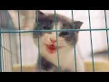 Download Lagu New Kitten Meow's For The First Time