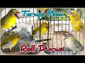 Download Lagu Terapi Pleci Roll Durasi Cepat Ngalas Buka Paruh #terapipleci #simulasilombapleci #pleci #pcmi 