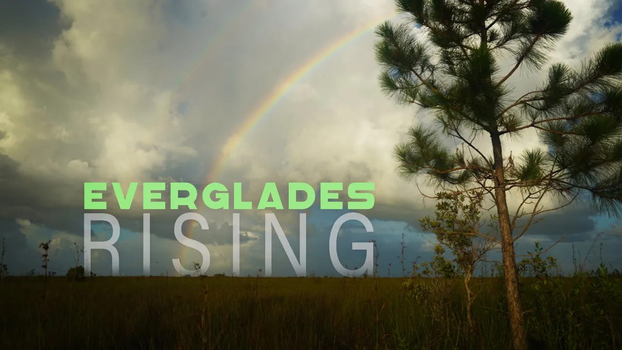 EVERGLADES RISING: Can we save Florida's embattled wetland ecosystem?