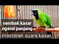 Lagu CUCAK IJO NGEROL nembak PANJANG || suara KASAR,rapat \u0026 jernih, VOLUME CADAS