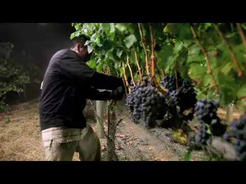 Download MP3 Night Harvest | Harvesting Merlot Grapes for Jordan Cabernet Sauvignon | Alexander Valley