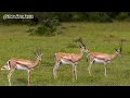 How Fast is the Grant s Gazelle