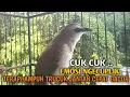 Download Lagu Trucuk BETINA memanggil Jantan Suara Birahi Ngecuplik 100% pancingan trucukan gacor agar BUNYI EMOSI