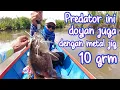 Download Lagu PREDATOR INI DOYAN JUGA DENGAN METAL JIG 10 GRM