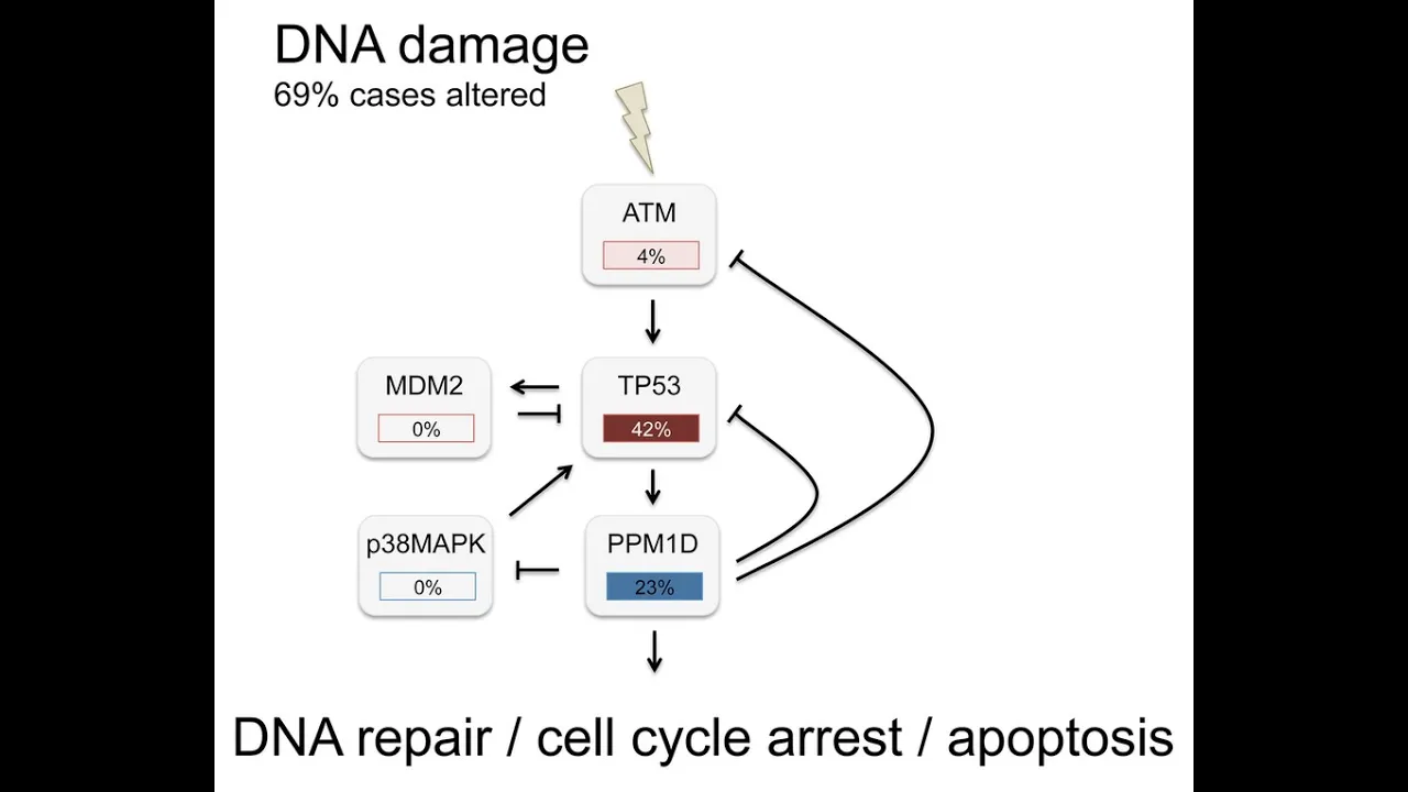 DNA damage checkpoint and p53