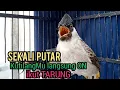 Download Lagu Suara Burung Kutilang Gacor ASLI Tanpa isian, Ampuh untuk Pikat Kutilang bikin kutilang Ribut TARUNG