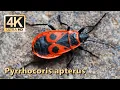 Firebug Pyrrhocoris apterus - part 1