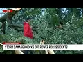 Storm takes down trees causes power outages in Milford