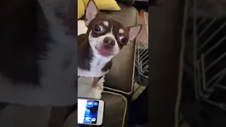 Chihuahua Howls Along to Star Wars Score