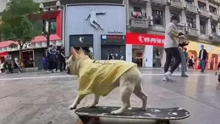 Dogs skating on the pedestrian street, gliding smoothly alongside people and even doing drifts from