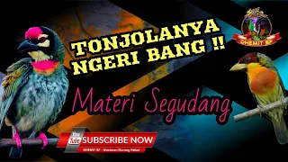 tonjolanya ngeri bang masteran dengan materi segudang 