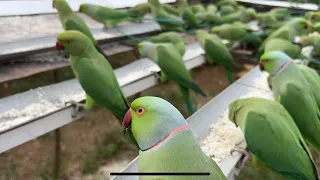 Kitchen Garden is live for parrots feeding 28/10/2026 #parrots
