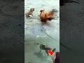 Download Lagu 🤣🐶Duel Bocil Anjing vs Ayam Jago! Eh..Ada Kucing Jadi Penonton VIP 🐱🐶🐓#funny #animals #wildlife #fyp