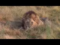 Download Lagu The Amazing Lions in the Manyeleti | On the Beat in the Manyeleti #1: