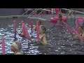 Pink the Pool Midland women find strength and healing through water after breast cancer