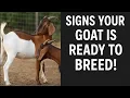 Signs of a Goat in Heat Successful Breeding Tips