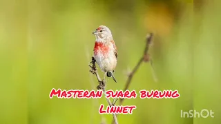 Download Masteran Suara Burung Linnet Gacor MP3