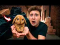 Download Lagu ENCONTREI UM COELHINHO ABANDONADO NO MEIO DO LIXO! *COITADINHO