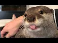 Download Lagu カワウソさくら 朝の挨拶！カワウソ式ほふく前進 Morning greeting Otter MP3