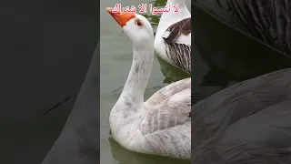 صوت الاوز وهي تسبح في البركة 