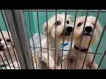 SPCA of Brevard County in need of fosters adopters as shelter reaches full capacity