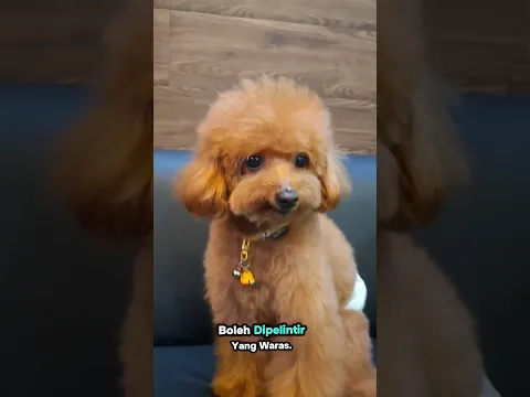 yang waras galah🙂#anjinglucu #cutedog