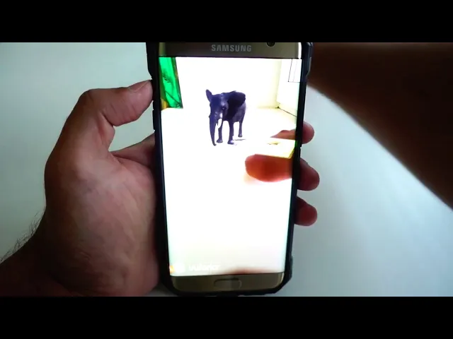 AR CARD ANIMALS PRO